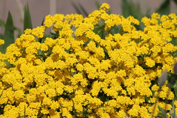 Yellow flowers of Basket-of-gold plant or Aurinia saxatilis (syn. Alyssum saxatile) in garden