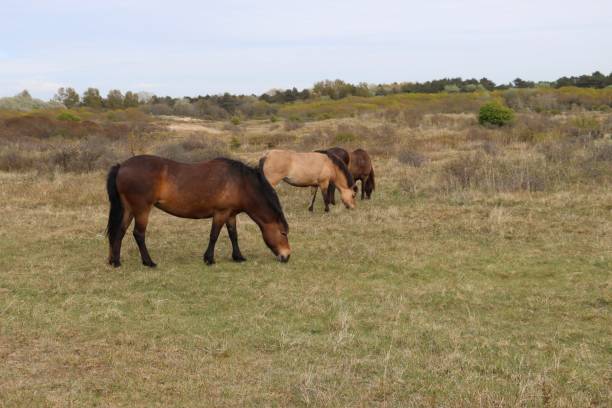 istock Wild horses in the dunes 1397752850