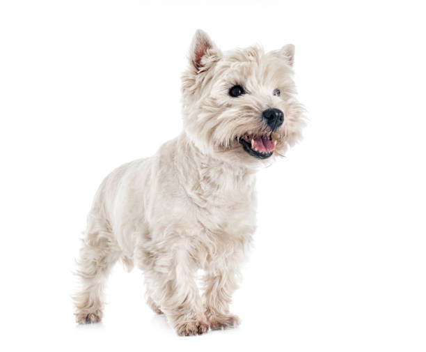 west highland white terrier - westy - fotografias e filmes do acervo