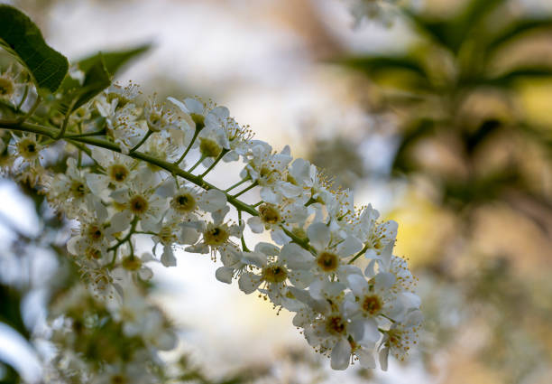 Close up of flowers on a bird cherry (prunus padus) tree