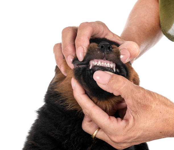 istock puppy rottweiler in studio 1397753952