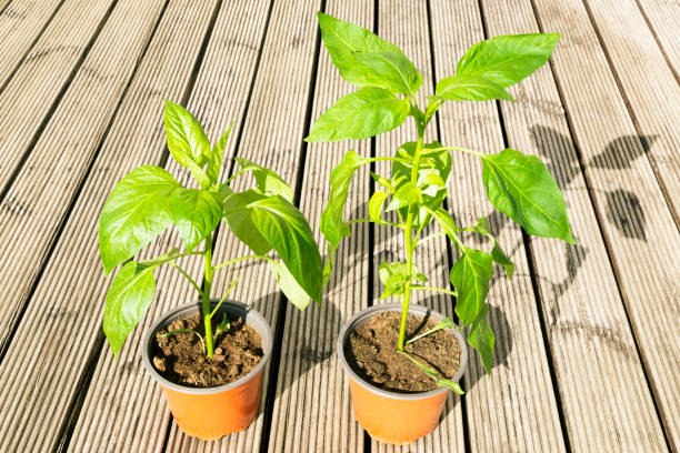 Pots with bell pepper and chilli pepper plants on a wooden surface in springtime. The plants are ready to be replanted in a greenhouse.