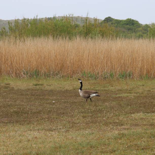 istock A goose in the dunes 1397754972