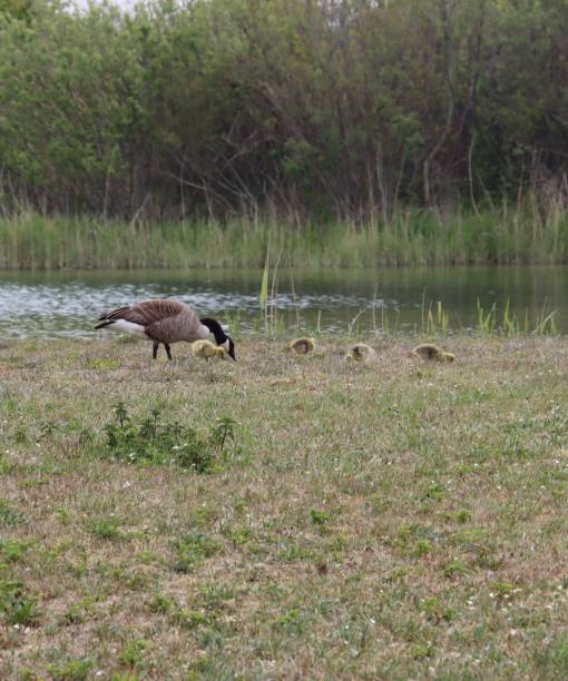 istock A goose family 1397755060