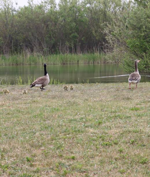 istock A goose family 1397755110