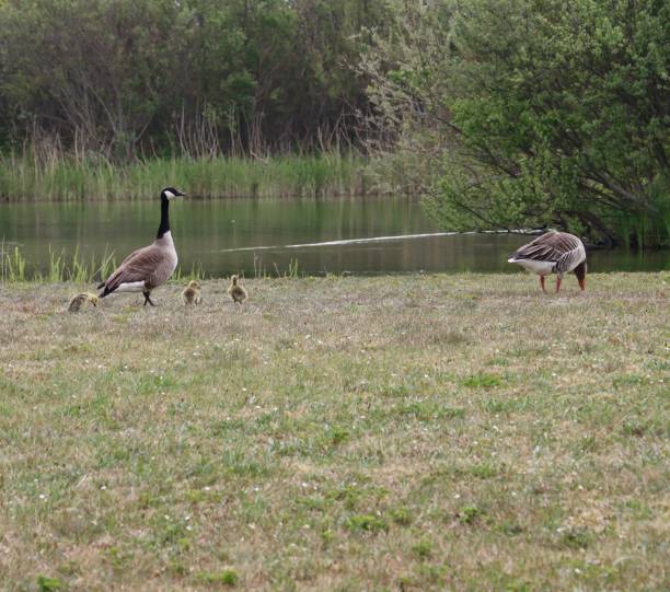 istock A goose family 1397755152