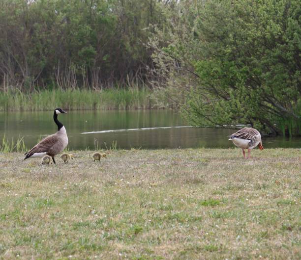 istock A goose family 1397755197