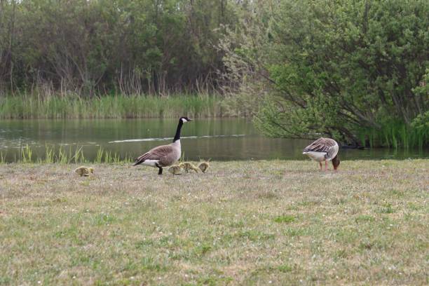istock A goose family 1397755262