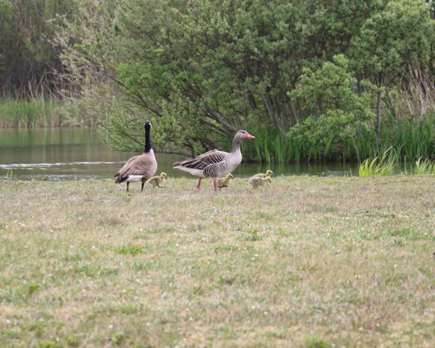istock A goose family 1397755275