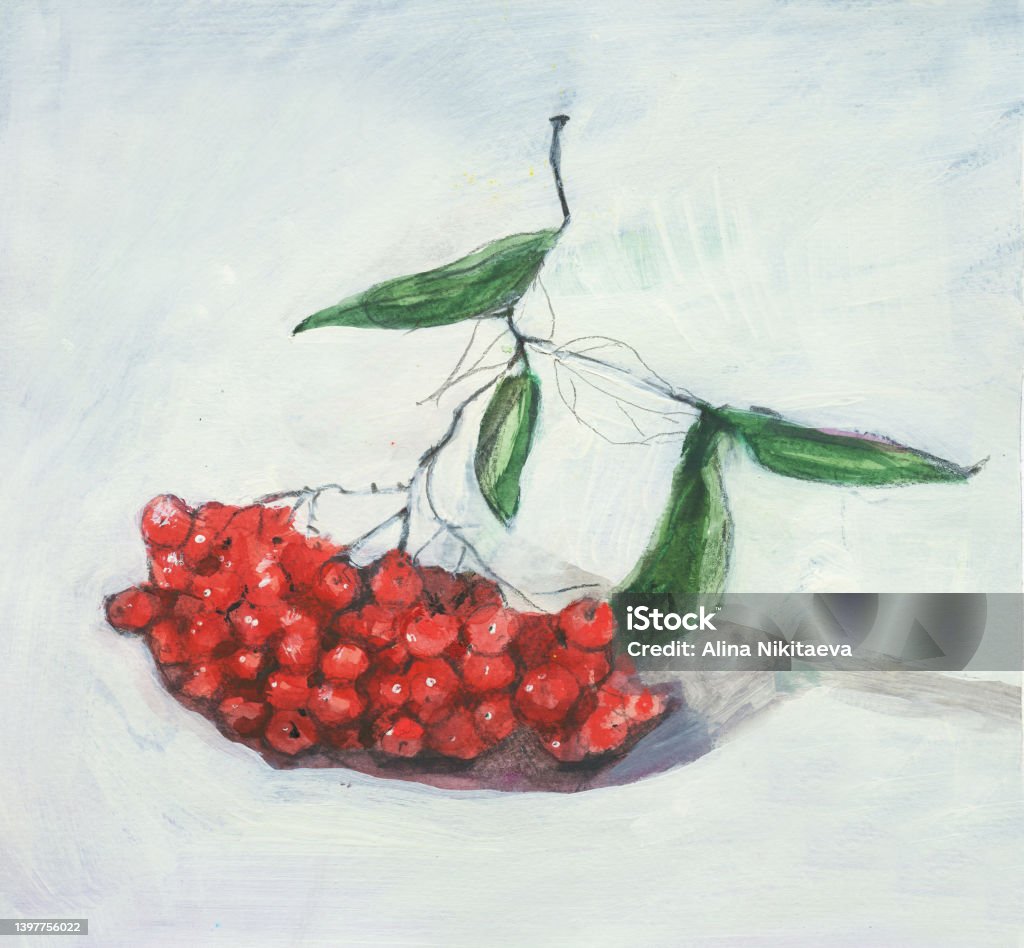 Beautiful natural rowanberry hand drawn in oil pastel watercolor illustration modern painting. Fall autumn October nature harvest. Abstract stock illustration Beautiful natural rowanberry hand drawn in oil pastel watercolor illustration modern painting. Fall autumn October nature harvest. Abstract stock illustration