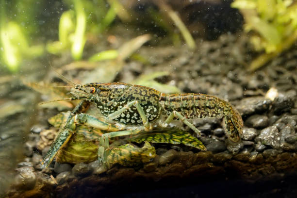 Aquarium marble crayfish. Procarambus virginalis