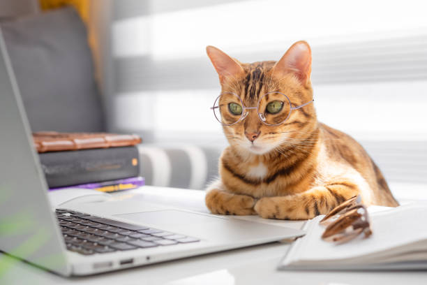 メガネをかけられたベンガル猫は、コンピュータのテーブルで動作します - コンピュータ ストックフォトと画像
