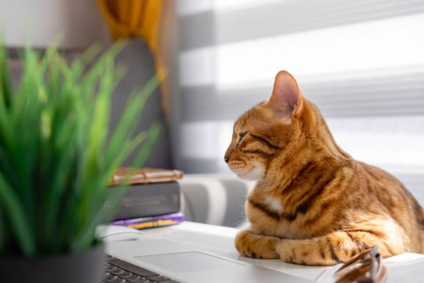istock Beautiful red cat is resting on the table. 1397756039