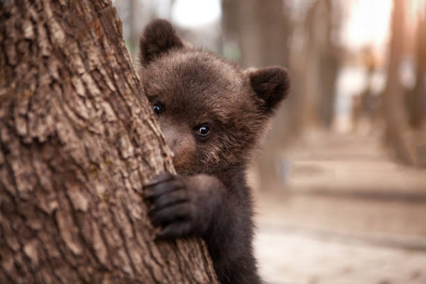 ein sehr süßer kleiner braunbär lugt neugierig hinter einem baum hervor, in die wildnis. wildtierschutzkonzept. - bärenjunges stock-fotos und bilder