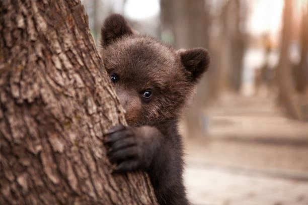 A very cute little brown bear peeks out from behind a tree with curiosity, in the wild. Wildlife protection concept. A very cute little brown bear peeks out from behind a tree with curiosity, in the wild. Wildlife protection concept. bear cub stock pictures, royalty-free photos & images