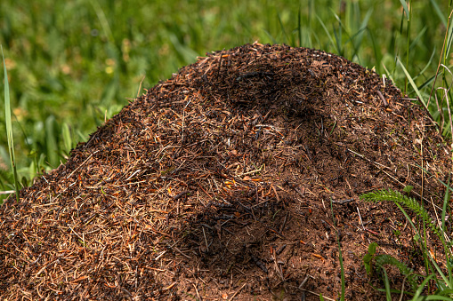 Closeup view on top of anthill from pine needles and branches with colony of ants in spring woodland. The observation of nature and creatures concept