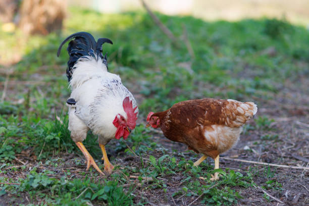 istock Rooster and chicken graze in the village 1397757028