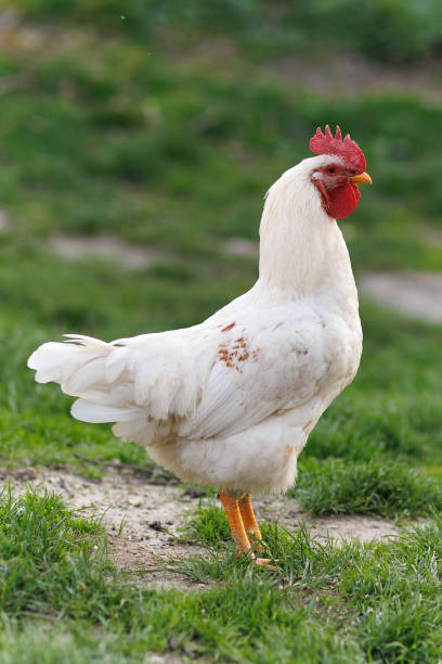 istock White rooster in the village on the grass 1397757052