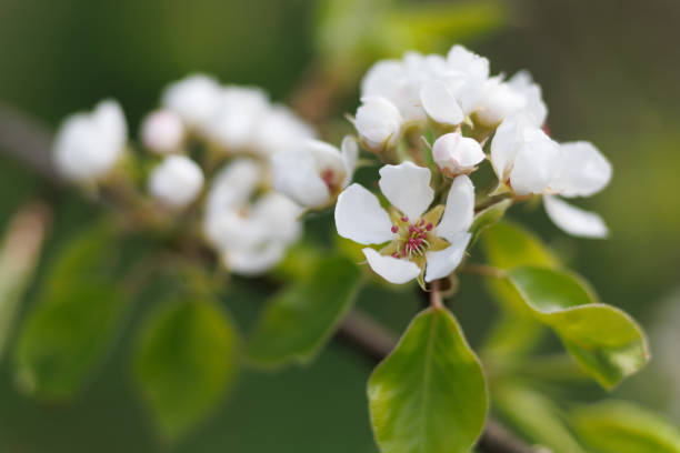istock Flowering pears in the garden close-up 1397757096