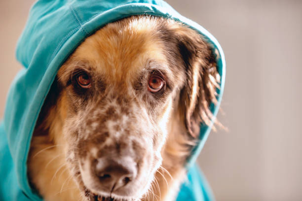 istock Big dog wearing bright blue hood 1397757519