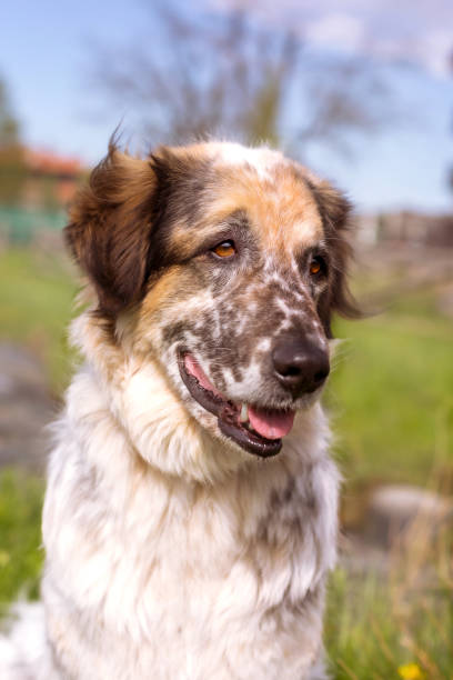istock Big dog sitting on the grass 1397757554
