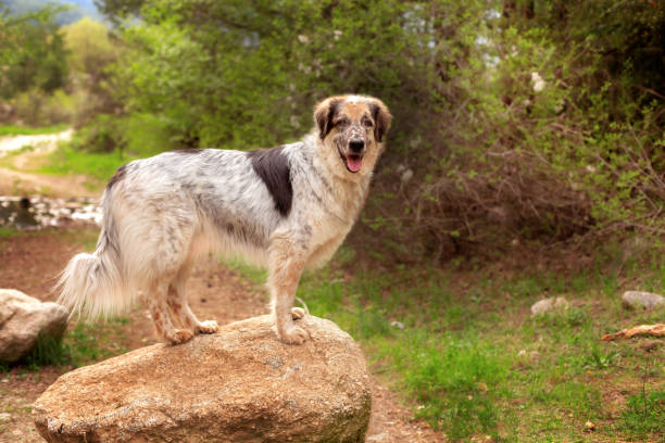 Big dog standing on the stone in the forest