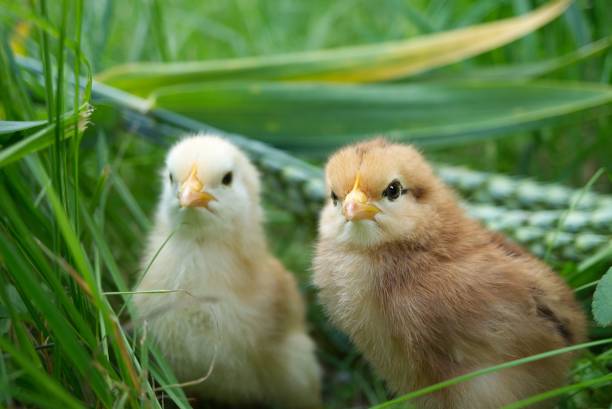 istock Two cute baby chicks among the green grass 1397758461