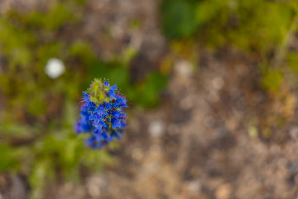 Beautiful tiny blue flowers on long green stalk