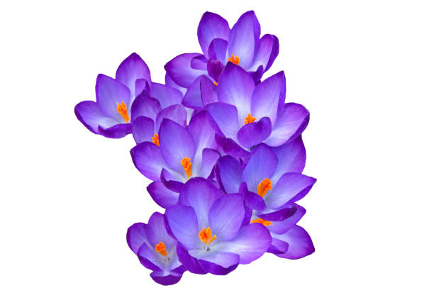 istock Bright beautiful spring flowers crocuses Giant ruby close-up on white isolated background 1397759013