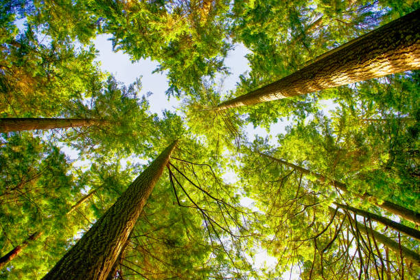 istock Green forest at sunrise 1397761332