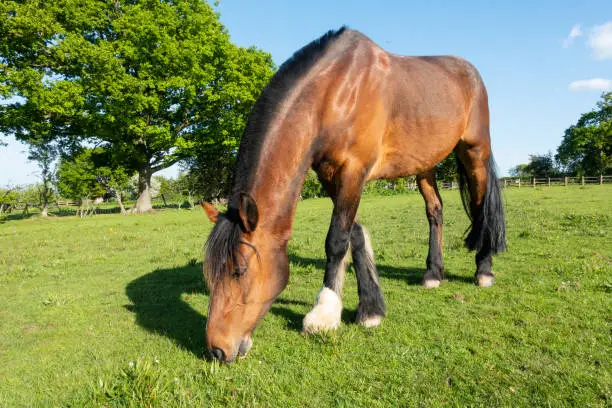Bay horse grazing on fresh spring grass in rural Shropshire, lovely for the horse but not necessarily good for its health as Spring grass contains many sugars bad for the health of equines.