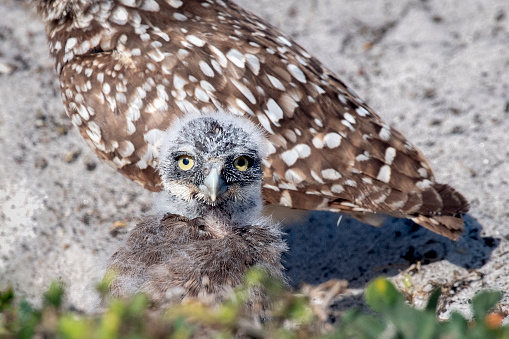 Adult and baby burrowing owls