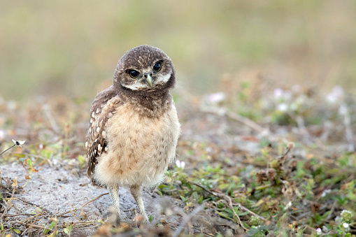 Adult and baby burrowing owls