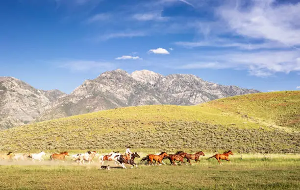 Photo of Rancher galloping with wild horses