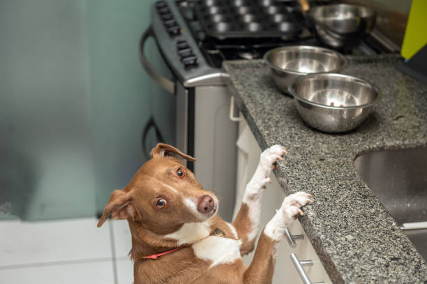 istock Hungry Mixed breed dog looking for food 1397762975