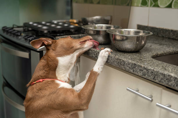 istock Hungry mixed breed dog in the kitchen 1397762979