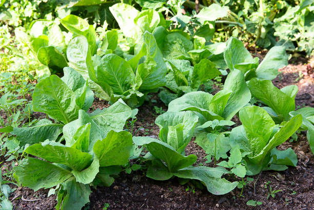 istock green cabbage in the vegetable garden 1397763057