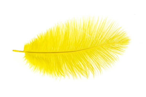 istock yellow ostrich feather on a white isolated background 1397765789