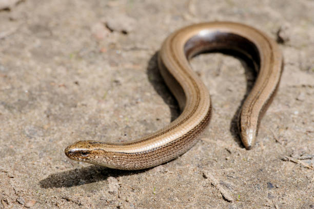 Legless slow worm lizard on the ground - fotografia de stock