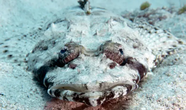 A Crocodilefish (Papilloculiceps longiceps) in the Red Sea