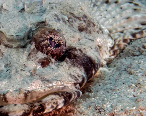 A Crocodilefish (Papilloculiceps longiceps) in the Red Sea