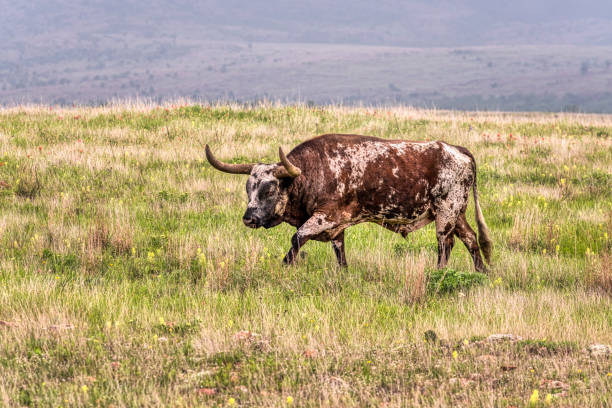istock Texas Longhorn in Oklahoma 1397769243