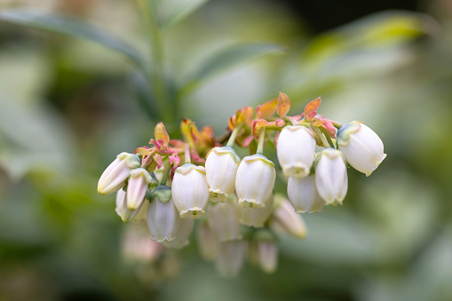 White flowers of the blooming northern highbush blueberry bush in garden, close up