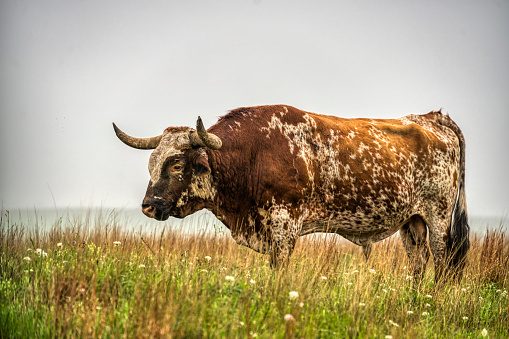 exas Longhorn at  the Wichita Mountains in Oklahoma