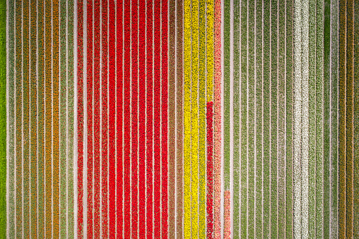 Aerial view of various colors of tulip flower field growing in The Noordoostpolder in Flevoland, The Netherlands. Each year during spring different areas in Holland are colored vividly by growing flower bulbs.