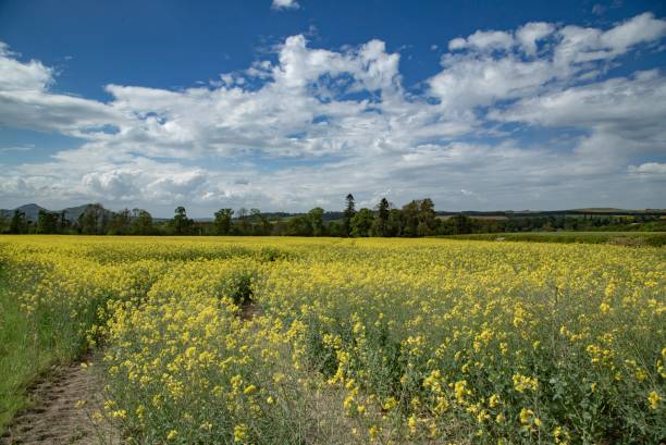 istock Yellow Fields Of Jedburgh, Scotland. 1397772493
