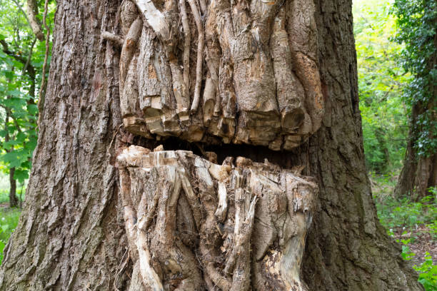 istock vines from a creeper plant cut in half to stop it from killing a tree 1397772713