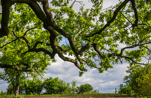 branches of old very big oak named 'Lytiacky doob', Lytiachi village, Ternopilskiy region, Ukraine