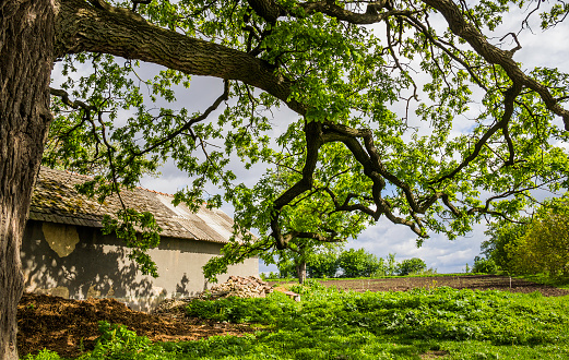 branches of old very big oak named 'Lytiacky doob', Lytiachi village, Ternopilskiy region, Ukraine