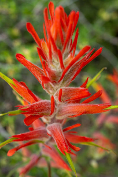 istock Close Up Of Orange Paintbrush Bloom 1397773614